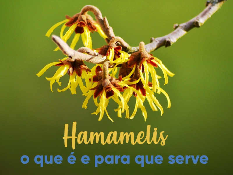 Hamamelis: o que  e para que serve
